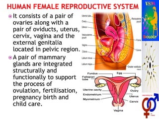  It consists of a pair of
ovaries along with a
pair of oviducts, uterus,
cervix, vagina and the
external genitalia
located in pelvic region.
 A pair of mammary
glands are integrated
structurally and
functionally to support
the process of
ovulation, fertilisation,
pregnancy birth and
child care.
 
