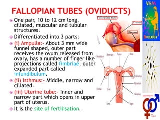  One pair, 10 to 12 cm long,
ciliated, muscular and tubular
structures.
 Differentiated into 3 parts:
 (i) Ampulla:- About 3 mm wide
funnel shaped, outer part
receives the ovum released from
ovary, has a number of finger like
projections called fimbriae, outer
expanded part called
infundibulum.
 (ii) Isthmus:- Middle, narrow and
ciliated.
 (iii) Uterine tube:- Inner and
narrow part which opens in upper
part of uterus.
 It is the site of fertilisation.
 