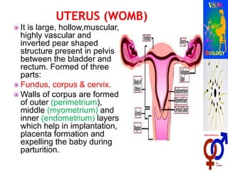  It is large, hollow,muscular,
highly vascular and
inverted pear shaped
structure present in pelvis
between the bladder and
rectum. Formed of three
parts:
 Fundus, corpus & cervix.
 Walls of corpus are formed
of outer (perimetrium),
middle (myometrium) and
inner (endometrium) layers
which help in implantation,
placenta formation and
expelling the baby during
parturition.
 