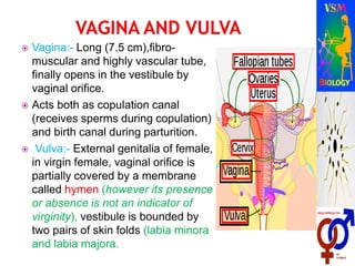  Vagina:- Long (7.5 cm),fibro-
muscular and highly vascular tube,
finally opens in the vestibule by
vaginal orifice.
 Acts both as copulation canal
(receives sperms during copulation)
and birth canal during parturition.
 Vulva:- External genitalia of female,
in virgin female, vaginal orifice is
partially covered by a membrane
called hymen (however its presence
or absence is not an indicator of
virginity), vestibule is bounded by
two pairs of skin folds (labia minora
and labia majora.
 