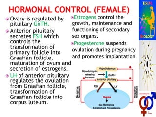  Ovary is regulated by
pituitary GnTH.
 Anterior pituitary
secretes FSH which
controls the
transformation of
primary follicle into
Graafian follicle,
maturation of ovum and
secretion of estrogens.
 LH of anterior pituitary
regulates the ovulation
from Graafian follicle,
transformation of
Graafian follicle into
corpus luteum.
Estrogens control the
growth, maintenance and
functioning of secondary
sex organs.
Progesterone suspends
ovulation during pregnancy
and promotes implantation.
 