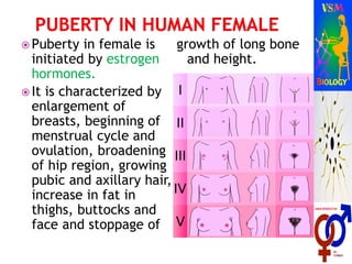  Puberty in female is
initiated by estrogen
hormones.
 It is characterized by
enlargement of
breasts, beginning of
menstrual cycle and
ovulation, broadening
of hip region, growing
pubic and axillary hair,
increase in fat in
thighs, buttocks and
face and stoppage of
growth of long bone
and height.
 