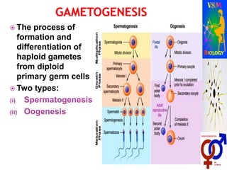  The process of
formation and
differentiation of
haploid gametes
from diploid
primary germ cells
 Two types:
(i) Spermatogenesis
(ii) Oogenesis
 