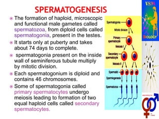  The formation of haploid, microscopic
and functional male gametes called
spermatozoa, from diploid cells called
spermatogonia, present in the testes.
 It starts only at puberty and takes
about 74 days to complete.
 spermatogonia present on the inside
wall of seminiferous tubule multiply
by mitotic division.
 Each spermatogonium is diploid and
contains 46 chromosomes.
 Some of spermatogonia called
primary spermatocytes undergo
meiosis leading to formation of two
equal haploid cells called secondary
spermatocytes.
 