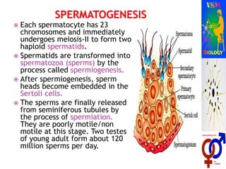  Each spermatocyte has 23
chromosomes and immediately
undergoes meiosis-II to form two
haploid spermatids.
 Spermatids are transformed into
spermatozoa (sperms) by the
process called spermiogenesis.
 After spermiogenesis, sperm
heads become embedded in the
Sertoli cells.
 The sperms are finally released
from seminiferous tubules by
the process of spermiation.
They are poorly motile/non
motile at this stage. Two testes
of young adult form about 120
million sperms per day.
 