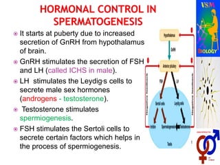 It starts at puberty due to increased
secretion of GnRH from hypothalamus
of brain.
 GnRH stimulates the secretion of FSH
and LH (called ICHS in male).
 LH stimulates the Leydig,s cells to
secrete male sex hormones
(androgens - testosterone).
 Testosterone stimulates
spermiogenesis.
 FSH stimulates the Sertoli cells to
secrete certain factors which helps in
the process of spermiogenesis.
 