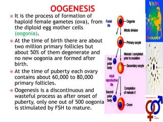 It is the process of formation of
haploid female gametes (ova), from
the diploid egg mother cells
(oogonia).
 At the time of birth there are about
two million primary follicles but
about 50% of them degenerate and
no new oogonia are formed after
birth.
 At the time of puberty each ovary
contains about 60,000 to 80,000
primary follicles.
 Oogenesis is a discontinuous and
wasteful process as after onset of
puberty, only one out of 500 oogonia
is stimulated by FSH to mature.
 