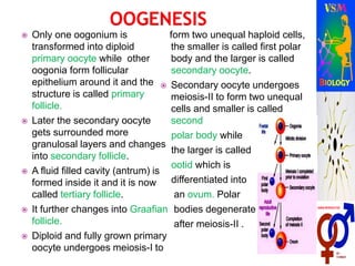  Only one oogonium is
transformed into diploid
primary oocyte while other
oogonia form follicular
epithelium around it and the
structure is called primary
follicle.
 Later the secondary oocyte
gets surrounded more
granulosal layers and changes
into secondary follicle.
 A fluid filled cavity (antrum) is
formed inside it and it is now
called tertiary follicle.
 It further changes into Graafian
follicle.
 Diploid and fully grown primary
oocyte undergoes meiosis-I to
form two unequal haploid cells,
the smaller is called first polar
body and the larger is called
secondary oocyte.
 Secondary oocyte undergoes
meiosis-II to form two unequal
cells and smaller is called
second
polar body while
the larger is called
ootid which is
differentiated into
an ovum. Polar
bodies degenerate
after meiosis-II .
 