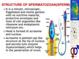  It is a minute, microscopic,
flagellated and motile gamete
with no nutritive material,
protective envelopes and
most of cell organelles like
ribosome and endoplasmic
reticulum etc.
 Head is formed of acrosome
and nucleus.
 Acrosome is pointed cap like
structure at the tip of nucleus
and secrete lytic enzyme
(hyaluronidase),which helps
in the penetration of ovum.
 