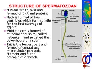  Nucleus is flat, oval and
formed of DNA and proteins
 Neck is formed of two
centrioles which form spindle
for the first cleavage of
zygote.
 Middle piece is formed of
mitochondrial spiral called
nebenkern and so called the
powerhouse of a sperm
 Tail is the longest part and
formed of central and
microtubular part-axial
filament and outer
protoplasmic sheath.
 