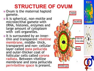  Ovum is the maternal haploid
gamete.
 It is spherical, non-motile and
microlecithal gamete with
tRNA, histones, enzymes and
large amount of cytoplasm
with cell organelles.
 It is surrounded by an inner-
thin and transparent vitelline
membrane, middle- thick,
transparent and non- cellular
layer called zona pellucida
and outer-thicker coat of
follicular cells called corona
radiata. Between vitelline
membrane and zona pellucida
perivitelline space is present.
 
