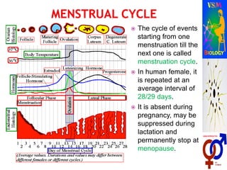  The cycle of events
starting from one
menstruation till the
next one is called
menstruation cycle.
 In human female, it
is repeated at an
average interval of
28/29 days.
 It is absent during
pregnancy, may be
suppressed during
lactation and
permanently stop at
menopause.
 