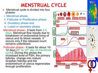  Menstrual cycle is divided into four
phases:
i. Menstrual phase,
ii. Follicular or Proliferative phase,
iii. Ovulatory phase and
iv. Luteal or secretory phase.
Menstrual phase:- It lasts from 3-5
days. Menstrual flow results due to
breakdown of endometrial lining of
uterus and its blood vessels. It
occurs only if the released ovum
remains unfertilised.
Follicular phase:- It lasts for about 10-
12 days (5th to 14th day of menstrual
cycle). During this phase the
increased level of FSH, the primary
follicles change into mature
Graafian follicles and the
endometrium of uterus regenerates
through proliferation.
 