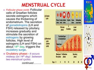 Follicular phase contd. Follicular
cells of Graafian follicles
secrete estrogens which
causes the thickening of
endometrium. The secretion
of gonadotropins (LH and
FSH) released by pituitary,
increases gradually and
stimulate the secretion of
estrogens by growing
follicles. High level of
estrogens (LH and FSH) on
about 14th day, triggers the
ovulatory surge.
 Ovulatory phase:- It occurs
midway (on 14th day) between
two menstrual cycles.
continued………
 