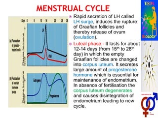  Rapid secretion of LH called
LH surge, induces the rupture
of Graafian follicles and
thereby release of ovum
(ovulation).
 Luteal phase:- It lasts for about
12-14 days (from 15th to 28th
day) in which the empty
Graafian follicles are changed
into corpus luteum. It secretes
large amount of progesterone
hormone which is essential for
maintenance of endometrium.
In absence of fertilisation the
corpus luteum degenerates
and causes disintegration of
endometrium leading to new
cycle.
 