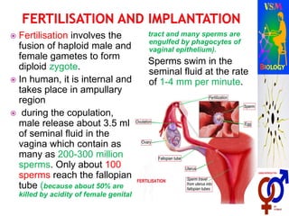  Fertilisation involves the
fusion of haploid male and
female gametes to form
diploid zygote.
 In human, it is internal and
takes place in ampullary
region
 during the copulation,
male release about 3.5 ml
of seminal fluid in the
vagina which contain as
many as 200-300 million
sperms. Only about 100
sperms reach the fallopian
tube (because about 50% are
killed by acidity of female genital
tract and many sperms are
engulfed by phagocytes of
vaginal epithelium).
Sperms swim in the
seminal fluid at the rate
of 1-4 mm per minute.
 