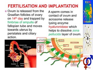  Ovum is released from the
Graafian follicles of ovary
on 14th day and trapped by
fimbriae of ampulla of
fallopian tube and moves
towards uterus by
peristalsis and ciliary
action.
A sperm comes in
contact of ovum and
acrosome release
lysing enzyme
hyaluronidase which
helps to dissolve zona
pellucida layer of ovum.
 
