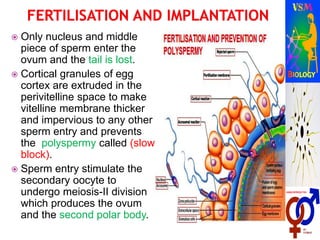  Only nucleus and middle
piece of sperm enter the
ovum and the tail is lost.
 Cortical granules of egg
cortex are extruded in the
perivitelline space to make
vitelline membrane thicker
and impervious to any other
sperm entry and prevents
the polyspermy called (slow
block).
 Sperm entry stimulate the
secondary oocyte to
undergo meiosis-II division
which produces the ovum
and the second polar body.
 