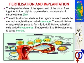  The haploid nucleus of the sperm and of the ovum fuse
together to form diploid zygote which has two sets of
chromosomes (2n).
 The mitotic division starts as the zygote moves towards the
uterus through isthmus called cleavage. The rapid division
of zygote takes place to form 2, 4, 8,16 hollow, spherical
cells called blastomeres. Embryo with 8 to 16 blastomeres
is called morula.
 