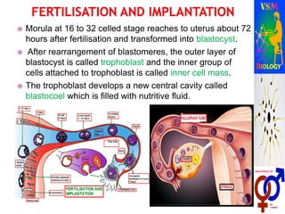  Morula at 16 to 32 celled stage reaches to uterus about 72
hours after fertilisation and transformed into blastocyst.
 After rearrangement of blastomeres, the outer layer of
blastocyst is called trophoblast and the inner group of
cells attached to trophoblast is called inner cell mass.
 The trophoblast develops a new central cavity called
blastocoel which is filled with nutritive fluid.
 