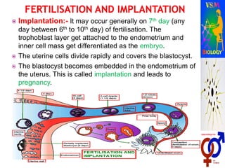  Implantation:- It may occur generally on 7th day (any
day between 6th to 10th day) of fertilisation. The
trophoblast layer get attached to the endometrium and
inner cell mass get differentiated as the embryo.
 The uterine cells divide rapidly and covers the blastocyst.
 The blastocyst becomes embedded in the endometrium of
the uterus. This is called implantation and leads to
pregnancy.
 