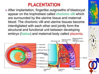  After implantation, fingerlike outgrowths of blastocyst
appear on the trophoblast called chorionic villi which
are surrounded by the uterine tissue and maternal
blood. The chorionic villi and uterine tissues become
interdigitated with each other and jointly form the
structural and functional unit between developing
embryo (foetus) and maternal body called placenta.
 