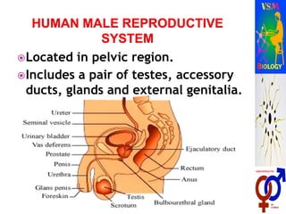 Located in pelvic region.
Includes a pair of testes, accessory
ducts, glands and external genitalia.
 