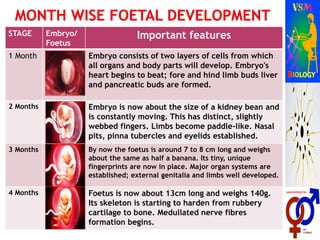 STAGE Embryo/
Foetus
Important features
1 Month Embryo consists of two layers of cells from which
all organs and body parts will develop. Embryo's
heart begins to beat; fore and hind limb buds liver
and pancreatic buds are formed.
2 Months Embryo is now about the size of a kidney bean and
is constantly moving. This has distinct, slightly
webbed fingers. Limbs become paddle-like. Nasal
pits, pinna tubercles and eyelids established.
3 Months By now the foetus is around 7 to 8 cm long and weighs
about the same as half a banana. Its tiny, unique
fingerprints are now in place. Major organ systems are
established; external genitalia and limbs well developed.
4 Months Foetus is now about 13cm long and weighs 140g.
Its skeleton is starting to harden from rubbery
cartilage to bone. Medullated nerve fibres
formation begins.
 