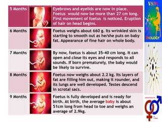 5 Months Eyebrows and eyelids are now in place.
Foetus would now be more than 27 cm long.
First movement of foetus is noticed. Eruption
of hair on head begins.
6 Months Foetus weighs about 660 g. Its wrinkled skin is
starting to smooth out as he/she puts on baby
fat. Appearance of fine hair on whole body.
7 Months By now, foetus is about 35-40 cm long. It can
open and close its eyes and responds to all
sounds. If born prematurely, the baby would
be likely to survive.
8 Months Foetus now weighs about 2.2 kg. Its layers of
fat are filling him out, making it rounder, and
its lungs are well developed. Testes descend
in scrotal sacs.
9 Months Foetus is fully developed and is ready for
birth. At birth, the average baby is about
51cm long from head to toe and weighs an
average of 2.9kg.
 