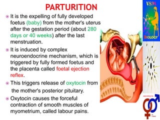  It is the expelling of fully developed
foetus (baby) from the mother's uterus
after the gestation period (about 280
days or 40 weeks) after the last
menstruation.
 It is induced by complex
neuroendocrine mechanism, which is
triggered by fully formed foetus and
the placenta called foetal ejection
reflex.
 This triggers release of oxytocin from
the mother's posterior pituitary.
 Oxytocin causes the forceful
contraction of smooth muscles of
myometrium, called labour pains.
 