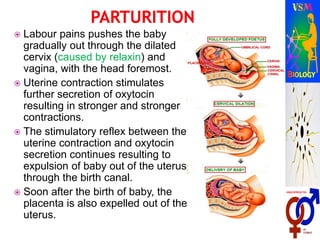  Labour pains pushes the baby
gradually out through the dilated
cervix (caused by relaxin) and
vagina, with the head foremost.
 Uterine contraction stimulates
further secretion of oxytocin
resulting in stronger and stronger
contractions.
 The stimulatory reflex between the
uterine contraction and oxytocin
secretion continues resulting to
expulsion of baby out of the uterus
through the birth canal.
 Soon after the birth of baby, the
placenta is also expelled out of the
uterus.
 