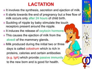  It involves the synthesis, secretion and ejection of milk.
 It starts towards the end of pregnancy but a free flow of
milk occurs only after 24 hours of child birth.
 Suckling of nipple by baby stimulate the touch
receptors present around the nipple.
 It induces the release of oxytocin hormone.
 This causes the ejection of milk from the
alveoli of the mammary glands.
 Milk produced during the initial two or three
days is called colostrum which is rich in
proteins, calories and certain antibodies
(e.g. IgA) which provide passive immunity
to the new born and is good for health.
 