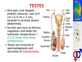  One pair, oval shaped,
pinkish coloured, size (4-5
cm x 2.5 cm x 3 cm),
located in scrotum (extra
abdominal).
 Scrotal sacs acts as thermo
regulators and keep the
testicular temperature 2-
2.5 oC lower than body
temperature.
 Testes are involved in
spermatogenesis and
secretion of testosterone.
 