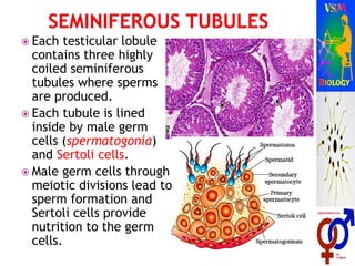  Each testicular lobule
contains three highly
coiled seminiferous
tubules where sperms
are produced.
 Each tubule is lined
inside by male germ
cells (spermatogonia)
and Sertoli cells.
 Male germ cells through
meiotic divisions lead to
sperm formation and
Sertoli cells provide
nutrition to the germ
cells.
 