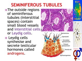 The outside regions
of seminiferous
tubules (interstitial
spaces) contain
small blood vessels
and interstitial cells
or Leydig cells.
 Leydig cells
synthesise and
secrete testicular
hormones called
androgens.
 