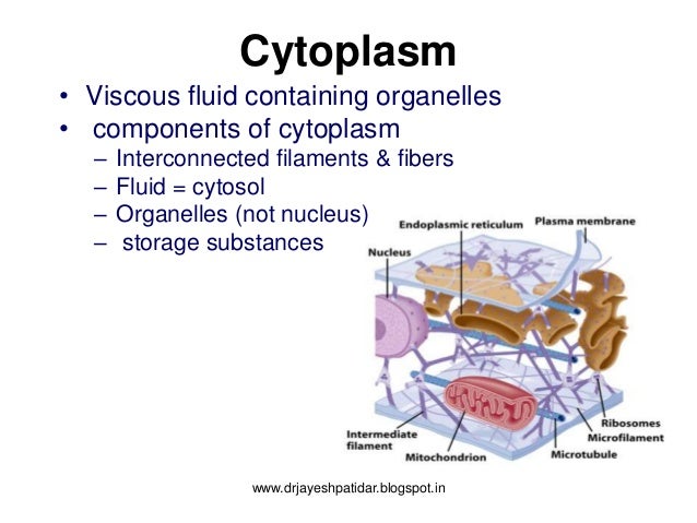 what is the role of cytoplasm in a living cell