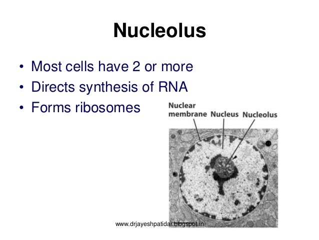 Human cell & it's function