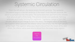 Human Circulation | PPT