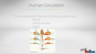 Human Circulation | PPT