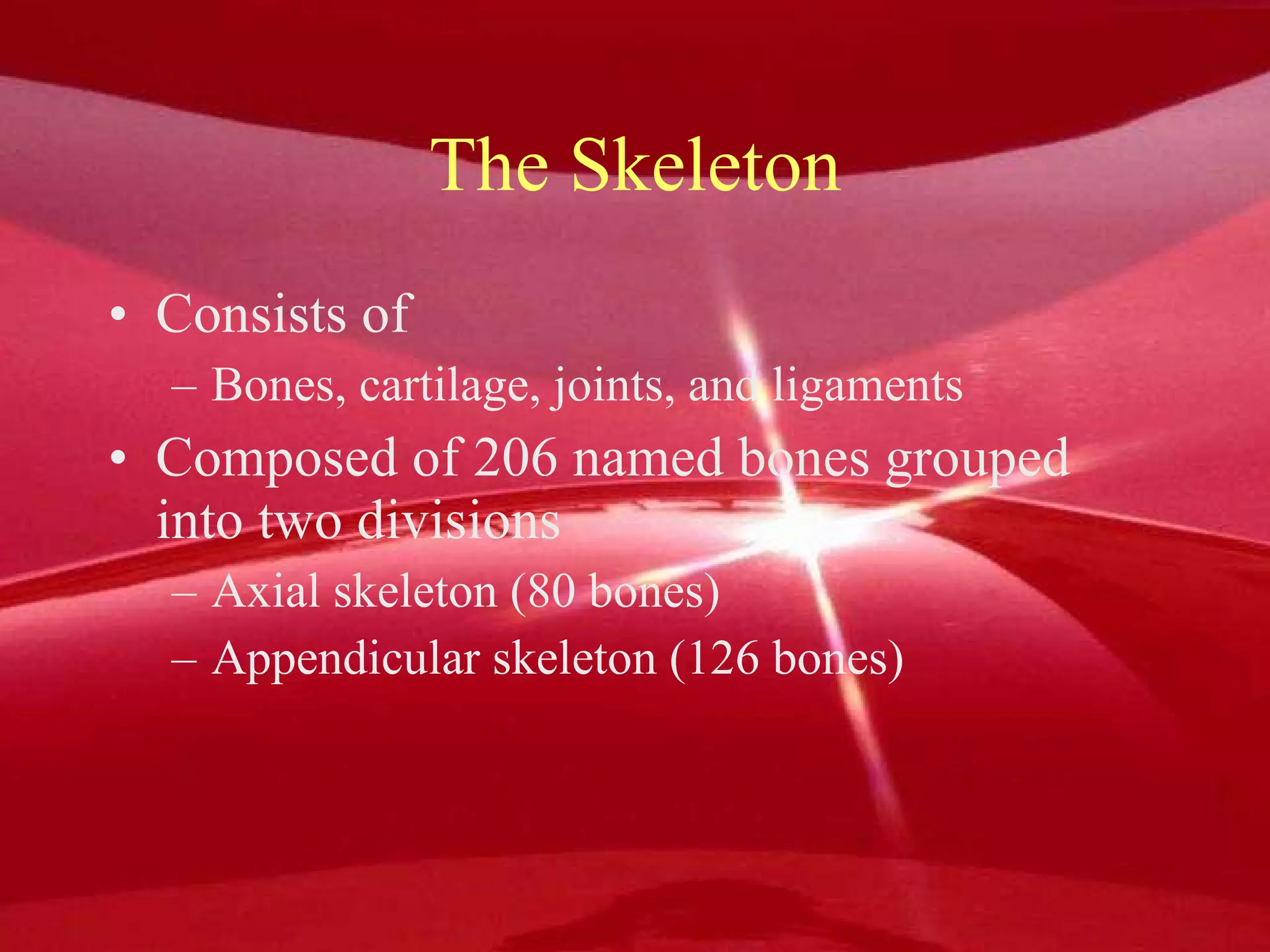 Human Anatomy 101 Ppt