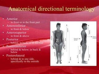 Anatomical directional terminology Anterior in front or in the front part Anteroinferior in front & below Anterosuperior in front & above Posterior behind, in back, or in the rear Posteroinferior behind & below; in back & below Posterolateral behind & to one side, specifically to the outside 