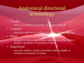 Anatomical directional terminology Caudal below in relation to another structure; inferior Cephalic above in relation to another structure; higher, superior Deep beneath or below the surface; used to describe relative depth or location of muscles or tissue Superficial near the surface; used to describe relative depth or location of muscles or tissue 
