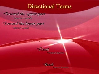 Directional Terms Toward the upper part Superior Cephalic Toward the lower part Inferior Caudal Front Ventral Anterior Back Dorsal Posterior 