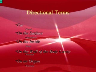Directional Terms Far Distal On the Surface Superficial On the Inside Deep On the Wall of the Body Cavity Parietal On an Organ Visceral 