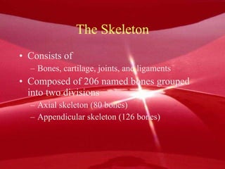 The Skeleton Consists of Bones, cartilage, joints, and ligaments Composed of 206 named bones grouped into two divisions Axial skeleton (80 bones) Appendicular skeleton (126 bones) 