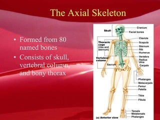 The Axial Skeleton Formed from 80 named bones Consists of skull, vertebral column, and bony thorax Figure 7.1a 
