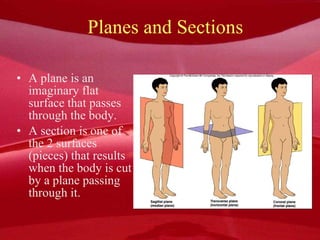 Planes and Sections A plane is an imaginary flat surface that passes through the body.  A section is one of the 2 surfaces (pieces) that results when the body is cut by a plane passing through it. 