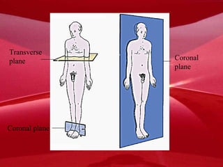 Transverse plane Coronal plane Coronal plane 