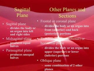 Sagittal Plane Sagittal plane divides the body or an organ into left and right sides Midsagittal plane produces equal halves Parasagittal plane produces unequal halves Other Planes and Sections Frontal or coronal plane divides the body or an organ into front (anterior) and back (posterior) portions Transverse(cross-sectional) or horizontal plane divides the body or an organ into upper (superior) or lower (inferior) portions Oblique plane some combination of 2 other planes 