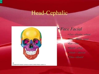 Head-Cephalic Face Facial Eye---Ocular, orbital Nose---Rhino, nasal Ear---Otic Mouth---Oral Cheek----Buccal Chin---Mental 